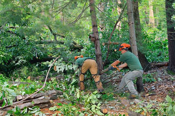 Best Tree Health Inspection  in Cornwells Heights, PA